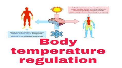 Body temperature regulation, temperature regulation by hypothalamus B.Sc II paper II unit II ...