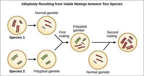 Formation of New Species | Boundless Biology