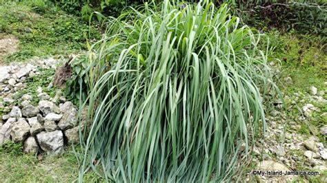 Jamaican Fever Grass (LemonGrass) Vs The Coronavirus -Is It Effective?