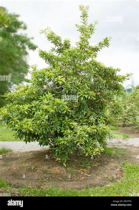 Mangosteen tree hi-res stock photography and images - Alamy