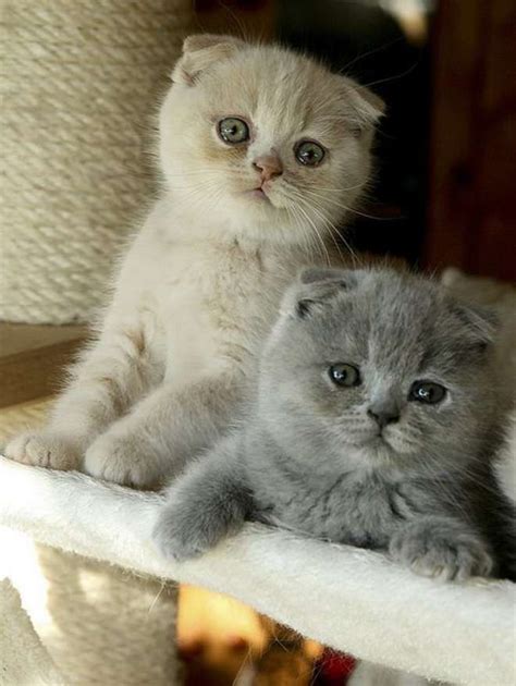 10 preuves que le scottish fold est le plus adorable de tous les chats | Scottish fold kittens ...