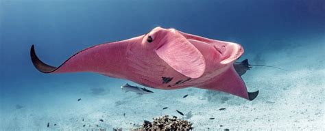 Startling New Photos Reveal The World's Only Known Pink Manta Ray ...