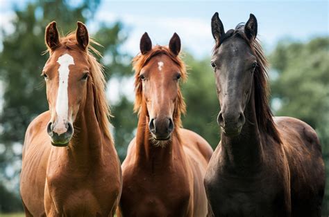 horses, Horse Wallpapers HD / Desktop and Mobile Backgrounds