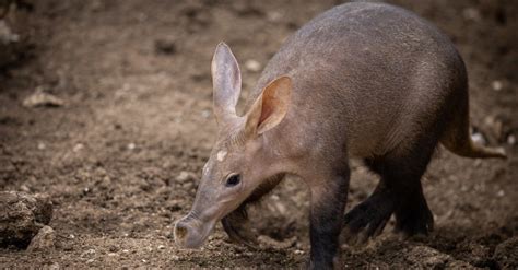 Aardvark - A-Z Animals