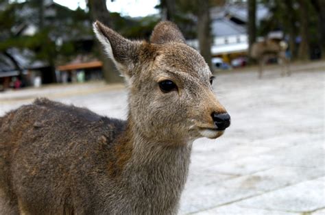 Sacred deer | Japan Tours