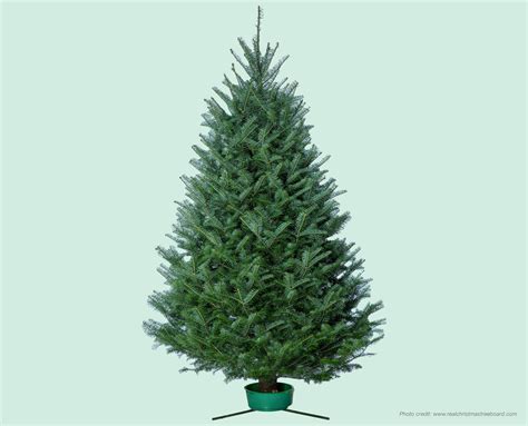 Canaan Fir Christmas Tree — Advent Christmas Tree Farm, LLC