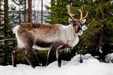 Wild Reindeer Hd Wallpapers | Wallpapers Box