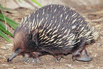 Classification of Living Things: Echidna Reproduction