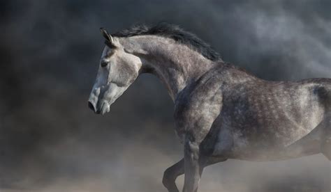 Grey Friesian Horse