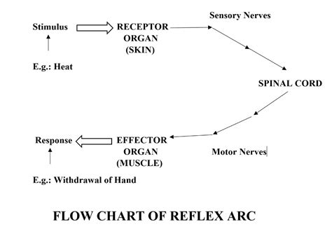 Define reflex arc Give the flow chart of a spinal reflex arc