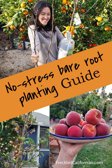 No-Stress Bare Root Planting Guide