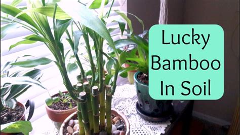 Lucky Bamboo repotting into soil (Care Tips) - YouTube | Lucky bamboo plants, Bamboo plant care ...