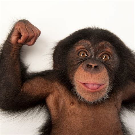 Chimpanzee, facts and photos