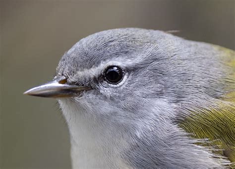 Laura's Birding Blog: Tennessee Warbler