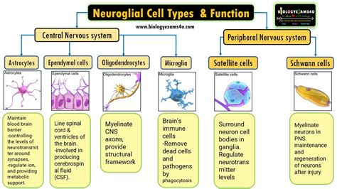 Six Types Of Cells That Support Neurons