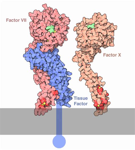 Tissue factor