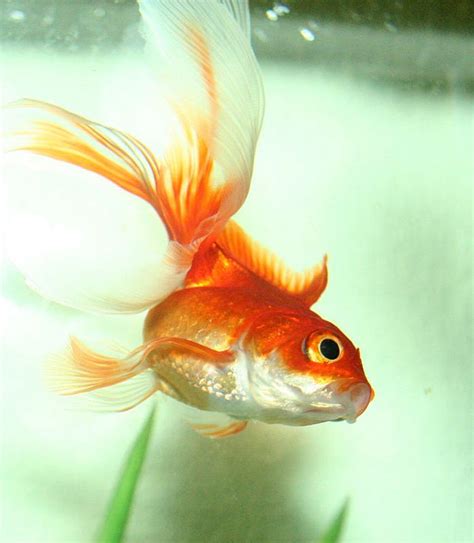 Fantail Goldfish - Tips and Characteristics