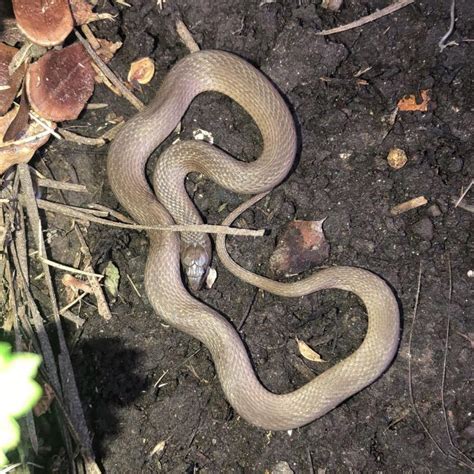 [East Texas] Earth snake? : whatsthissnake