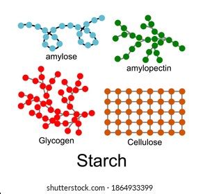 Amylose Images, Stock Photos & Vectors | Shutterstock