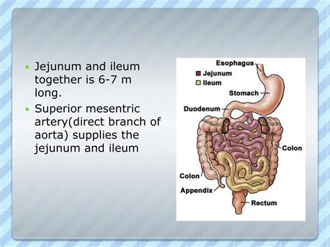 PPT - Abdomen PowerPoint Presentation, free download - ID:2170118