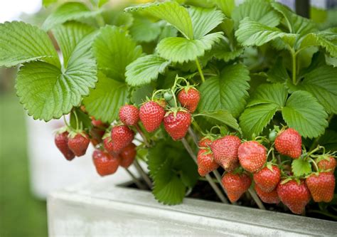 How to Grow Strawberries in Pots