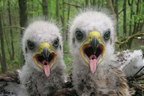 Wildlife is thriving around Chernobyl since the people left | New Scientist