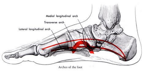 7 Most Likely Causes of Pain in the Foot Arch | Symptoms & Treatments ...