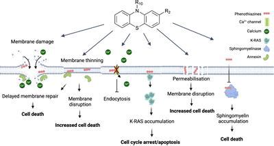 Frontiers | Repurposing phenothiazines for cancer therapy: compromising membrane integrity in ...