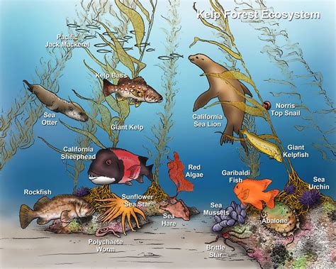 Marine animals adaptations examples | Animal Big