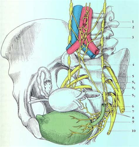 Subperitoneal innervation of the pelvis (uterosacral ligament (red... | Download Scientific Diagram