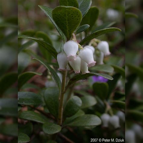 Plant It Wild - Promoting Native Plant Use | Perennials | Bearberry