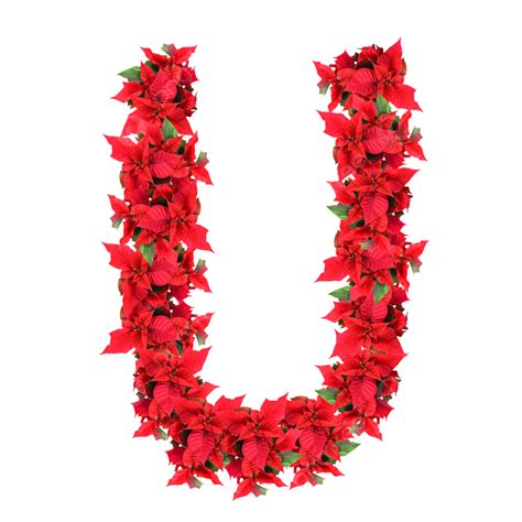 Isolated Red Christmas Flower Letter Against A, Shot, Text, Photography PNG Transparent Image ...