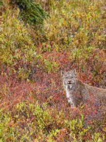 Wild Lynx Hunting | Animals