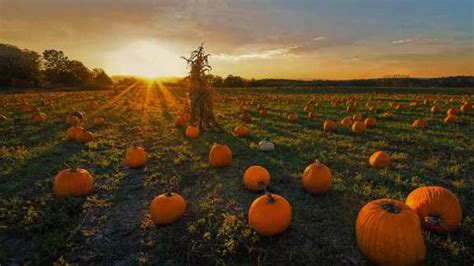 Bing image: Pumpkin patch - Bing Wallpaper Gallery