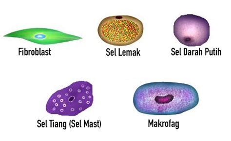 Jaringan Ikat (Connective Tissue)