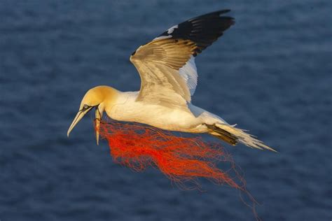 Marine litter is a threat to the marine ecosystem, human health and ...