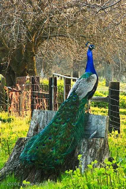 Beautiful Peacock | Animals beautiful, Pet birds, Beautiful birds