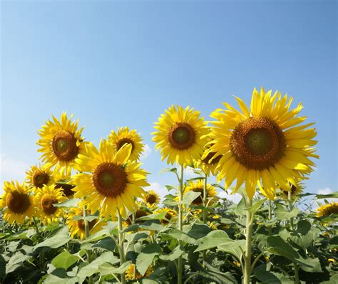 Sunflower Field Free Stock Photo - Public Domain Pictures