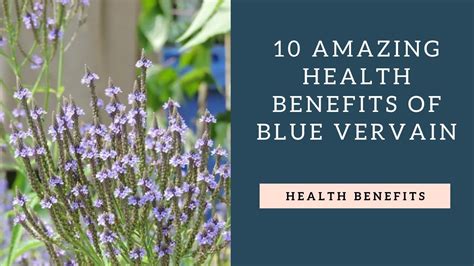 Top 10 Health Benefits of Blue Vervain - YouTube