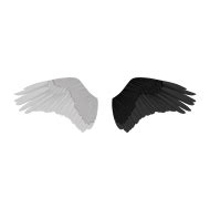 Black and white vector angel wings transparent background - Photo #2609 - TakePNG | Download ...
