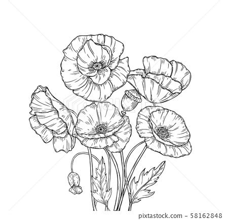 Poppy bouquet. Line art poppies flower sketch... - Stock Illustration [58162848] - PIXTA