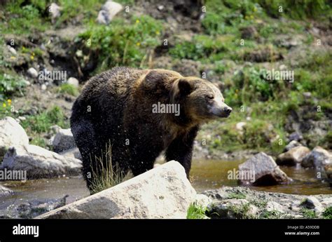 Bear in Canada Stock Photo - Alamy