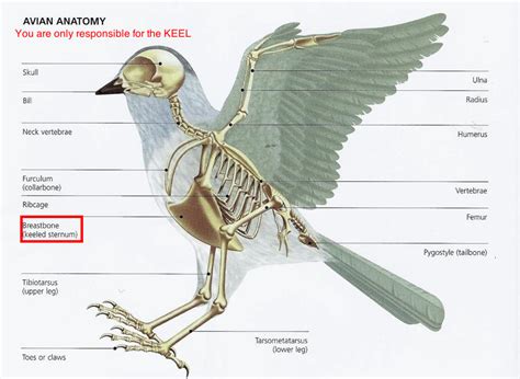 Bird Anatomy.JPG (800×584) | Bird, Anatomy for artists, Bird drawings