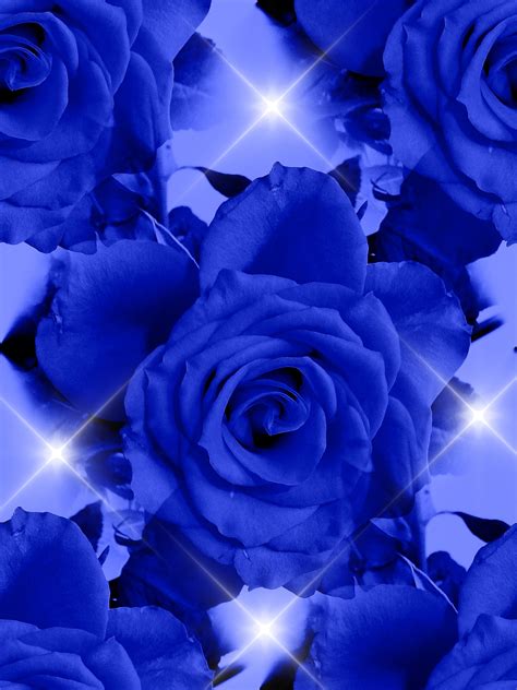 Blue Roses Free Stock Photo - Public Domain Pictures