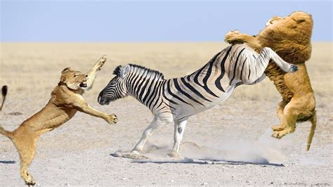 Zebra Rock Flying Lion and Run Away | Lion vs zebra, wildebeest - YouTube