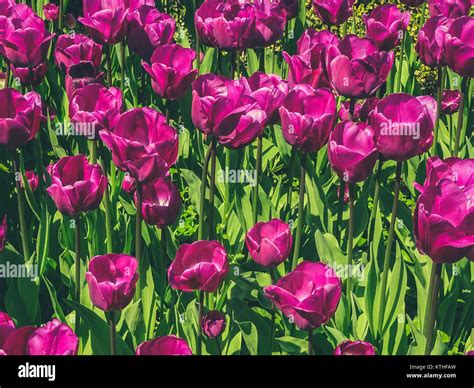 purple tulip flower field - many flowers on meadow Stock Photo - Alamy