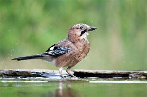 Eurasian Jay #5 Photograph by John Devries/science Photo Library - Fine Art America