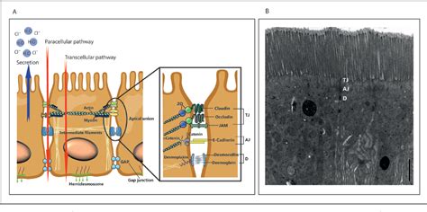 Figure 1 from The intestinal barrier function and its involvement in digestive disease ...