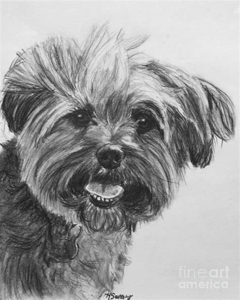 How To Draw A Realistic Yorkie