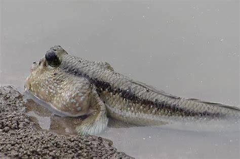 Periophthalmodon freycineti